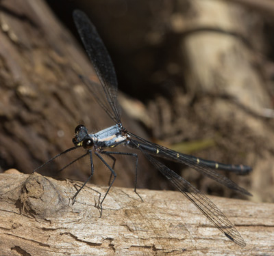 Austroargiolestes christine